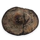 Australian fossil crab ("Lignihomola etheridgei")