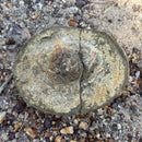 Australian fossil crab ("Lignihomola etheridgei")