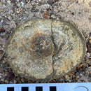 Australian fossil crab ("Lignihomola etheridgei")