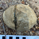 Australian fossil crab ("Lignihomola etheridgei")