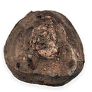 Australian fossil crab ("Lignihomola etheridgei")