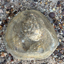 Australian fossil crab ("Lignihomola etheridgei")