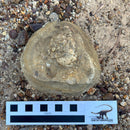 Australian fossil crab ("Lignihomola etheridgei")