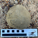 Australian fossil crab ("Lignihomola etheridgei")