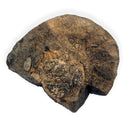Australian fossil crab ("Lignihomola etheridgei")