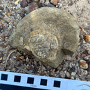 Australian fossil crab ("Lignihomola etheridgei")