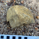 Australian fossil crab ("Lignihomola etheridgei")