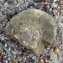 Australian fossil crab ("Lignihomola etheridgei")
