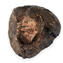 Australian fossil crab ("Lignihomola etheridgei")