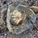 Australian fossil crab ("Lignihomola etheridgei")
