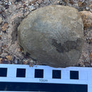 Australian fossil crab ("Lignihomola etheridgei")