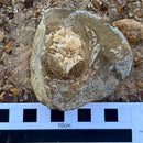 Australian fossil crab ("Lignihomola etheridgei")