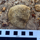 Australian fossil crab ("Lignihomola etheridgei")