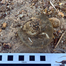Australian fossil crab ("Lignihomola etheridgei")
