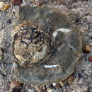 Australian fossil crab ("Lignihomola etheridgei")