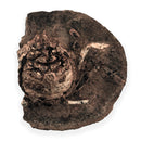 Australian fossil crab ("Lignihomola etheridgei")