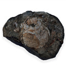 Australian fossil crab ("Lignihomola etheridgei")