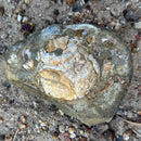 Australian fossil crab ("Lignihomola etheridgei")