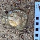 Australian fossil crab ("Lignihomola etheridgei")