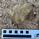 Australian fossil crab ("Lignihomola etheridgei")