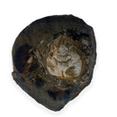Australian fossil crab ("Lignihomola etheridgei")