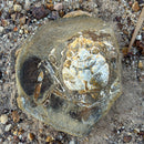 Australian fossil crab ("Lignihomola etheridgei")