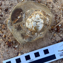 Australian fossil crab ("Lignihomola etheridgei")