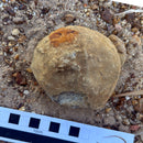 Australian fossil crab ("Lignihomola etheridgei")