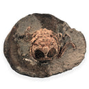 Australian fossil crab ("Lignihomola etheridgei")