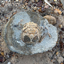 Australian fossil crab ("Lignihomola etheridgei")