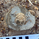 Australian fossil crab ("Lignihomola etheridgei")