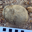 Australian fossil crab ("Lignihomola etheridgei")