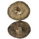 Australian fossil crab ("Lignihomola etheridgei")