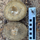 Australian fossil crab ("Lignihomola etheridgei")