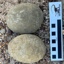 Australian fossil crab ("Lignihomola etheridgei")