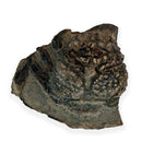 Australian fossil crab ("Lignihomola etheridgei")
