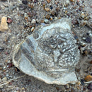 Australian fossil crab ("Lignihomola etheridgei")
