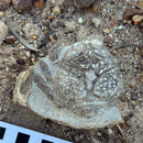 Australian fossil crab ("Lignihomola etheridgei")