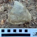 Australian fossil crab ("Lignihomola etheridgei")