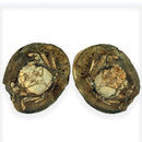 Australian fossil crab ("Lignihomola etheridgei")
