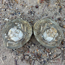 Australian fossil crab ("Lignihomola etheridgei")