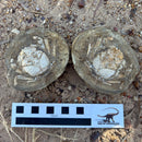 Australian fossil crab ("Lignihomola etheridgei")