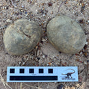 Australian fossil crab ("Lignihomola etheridgei")