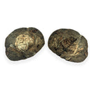 Australian fossil crab ("Lignihomola etheridgei")