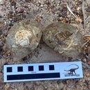 Australian fossil crab ("Lignihomola etheridgei")