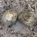 Australian fossil crab ("Lignihomola etheridgei")