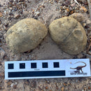 Australian fossil crab ("Lignihomola etheridgei")