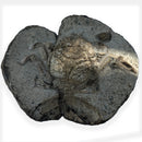 Australian fossil crab ("Lignihomola etheridgei")