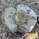 Australian fossil crab ("Lignihomola etheridgei")