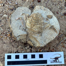 Australian fossil crab ("Lignihomola etheridgei")